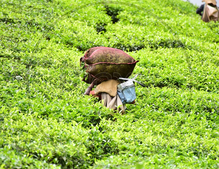 Female Workers in Tea Plantations