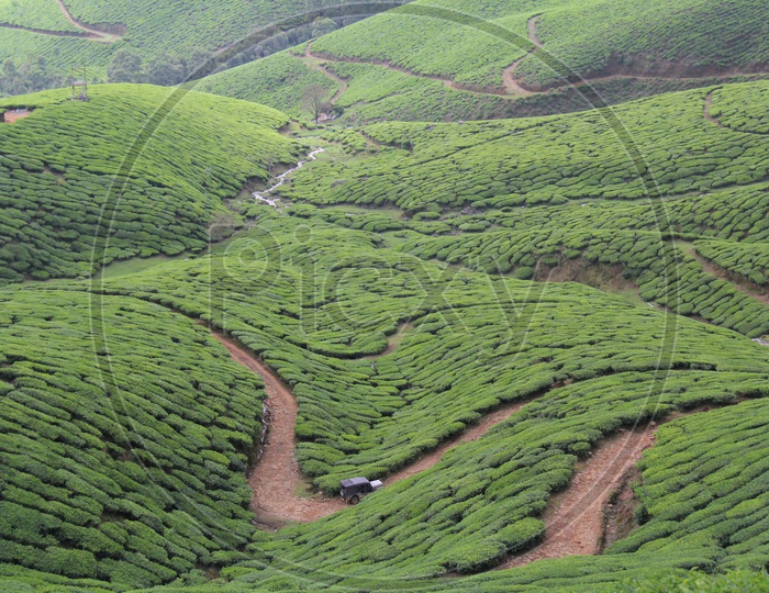 Munnar Tea Plantations