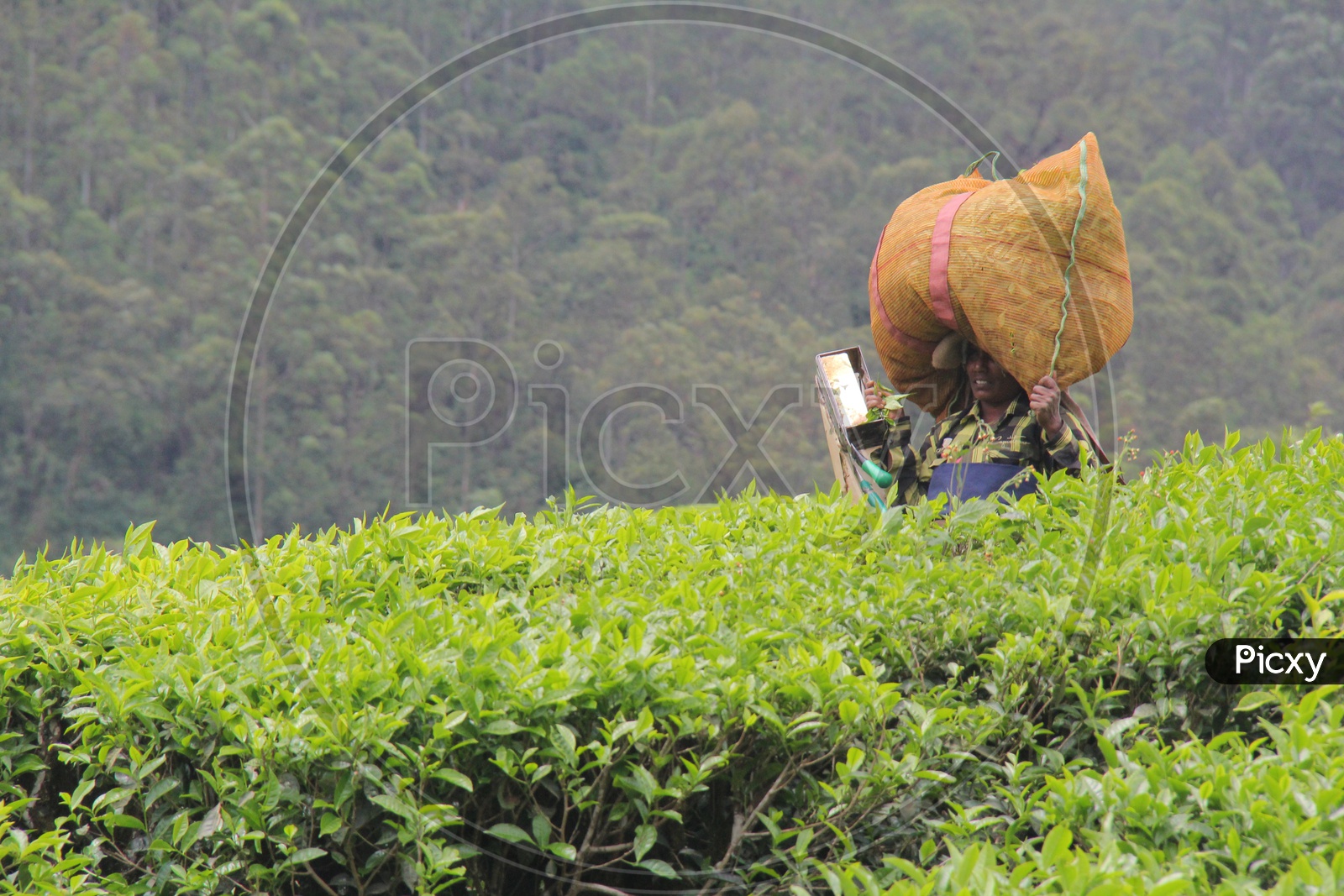 Female Worker in Munnar Tea Plantations
