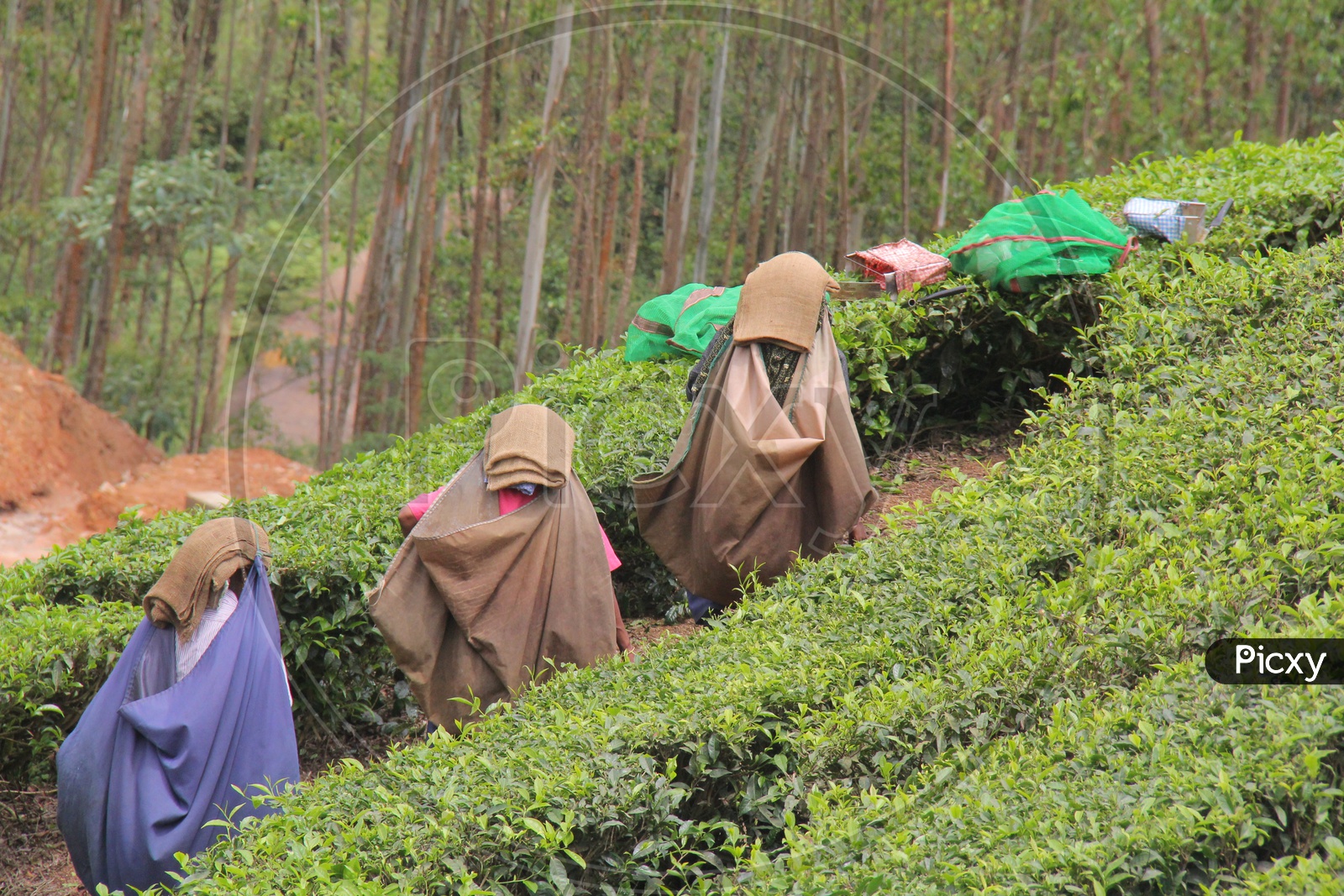 Female Workers in Munnar Tea Plantations