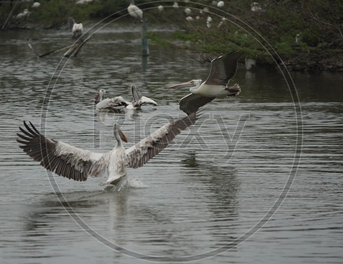 Spot-billed pelican Birds at Uppalapadu Bird Sanctuary