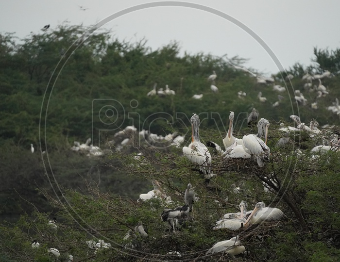 Spot-billed pelican Birds at Uppalapadu Bird Sanctuary