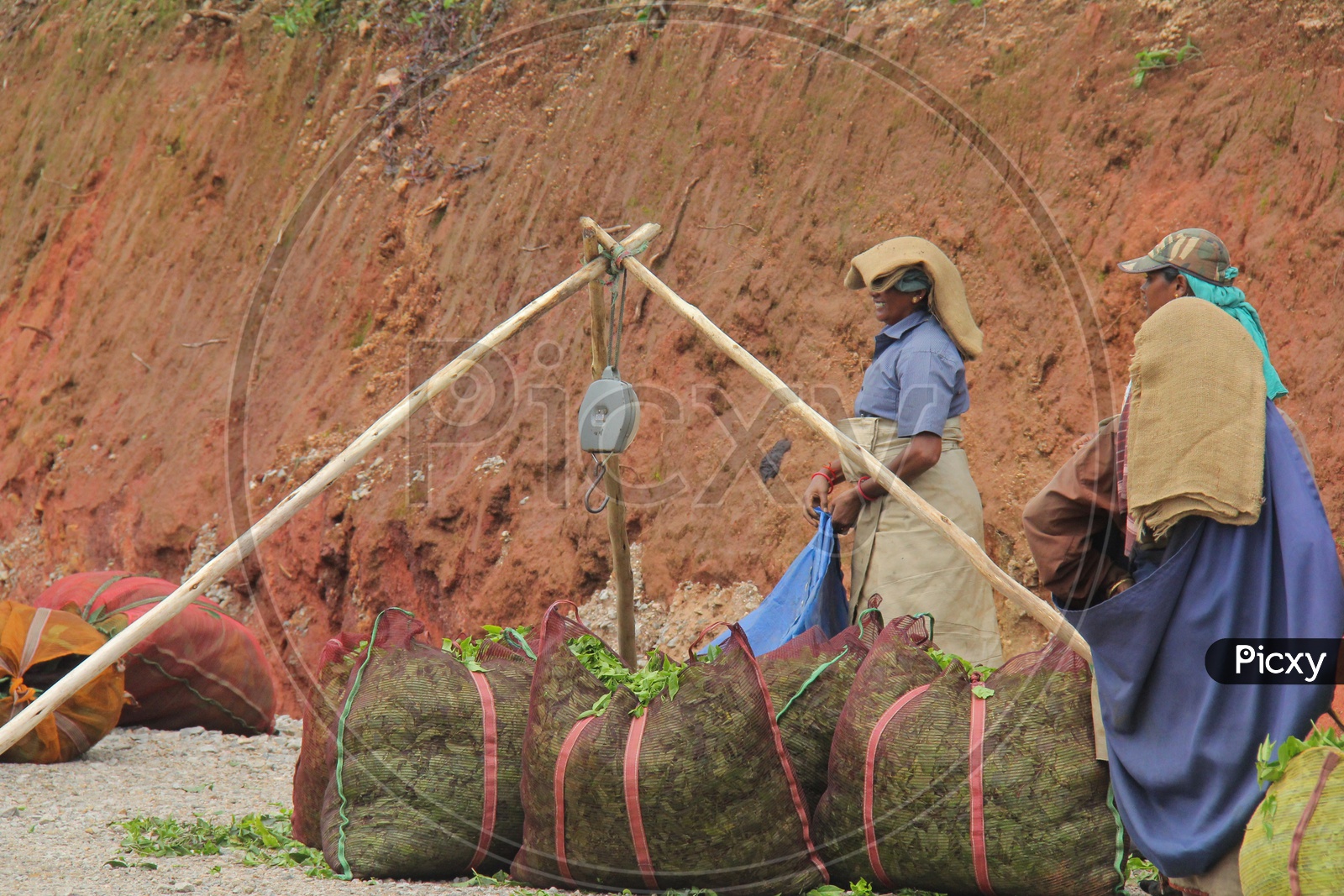 Female Workers in Munnar Tea Plantations