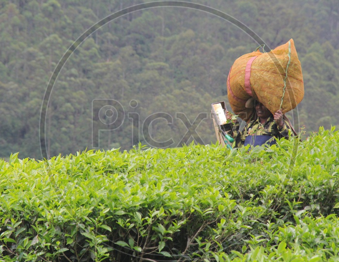 Female Worker in Munnar Tea Plantations