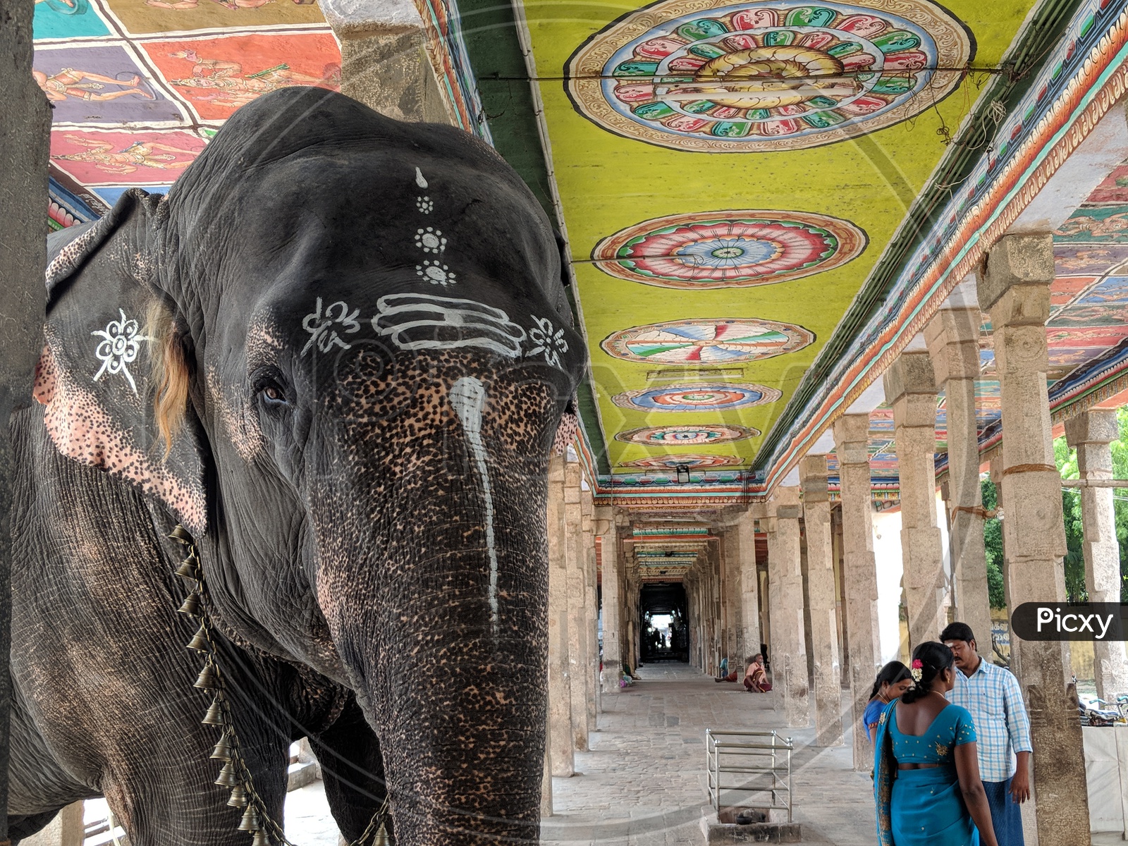 Elephant in Indian Temple
