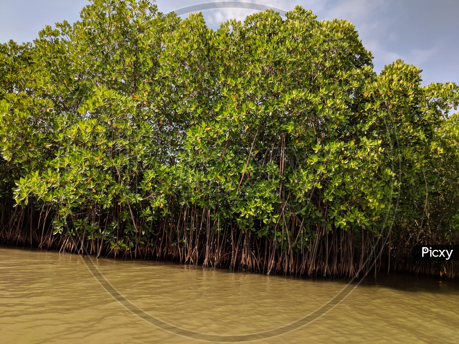 Pichavaram Forest By The Sea