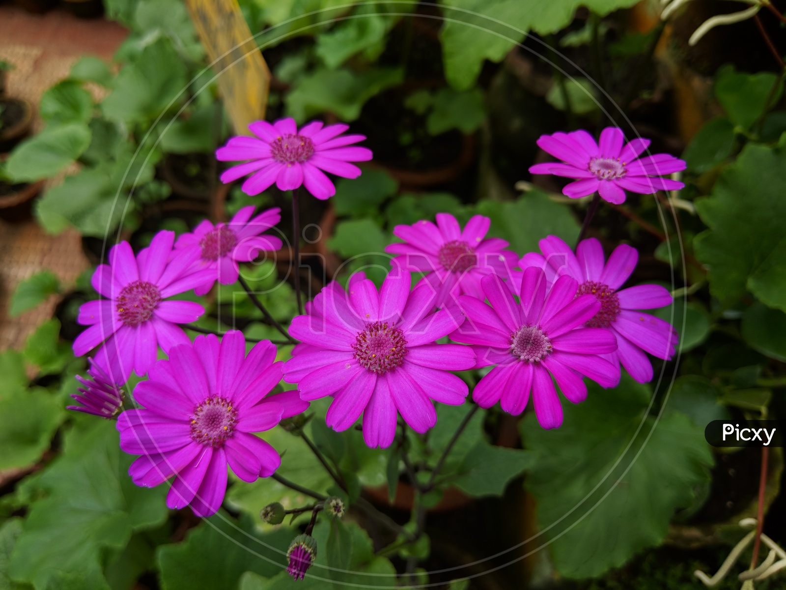 knattii様ピンク Adidas ZX 8000 スニーカー | ピンク | FARFETCH JP