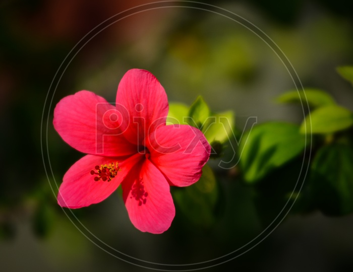 Mandaram flower (Hibiscus )