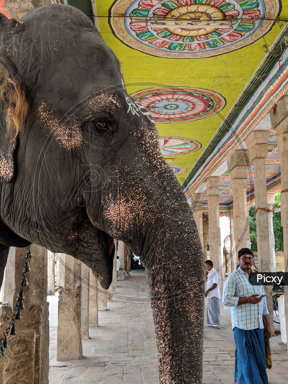 Elephant in Sarangapani Temple