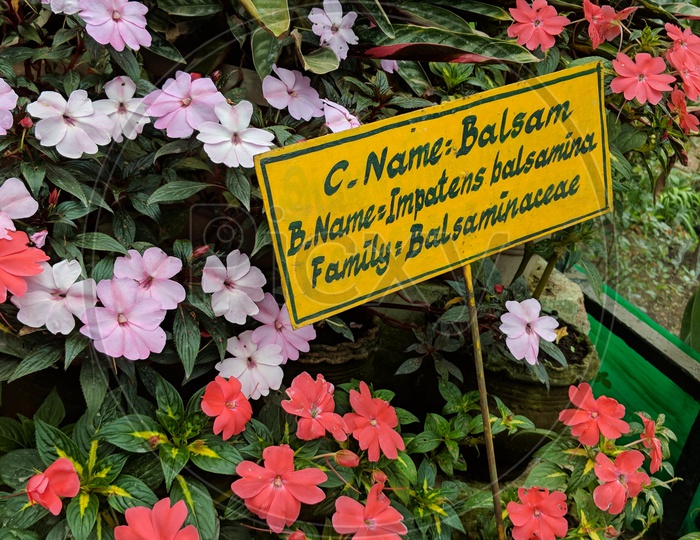 Balsam Flowers in Bryant Park