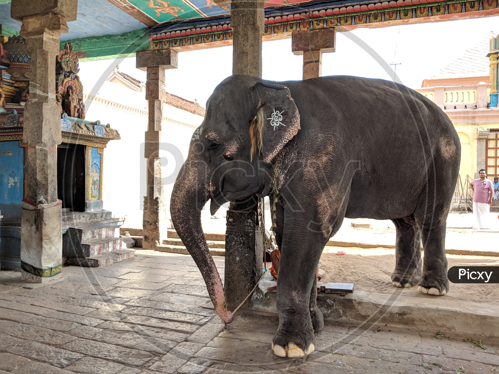 Elephant in Temple