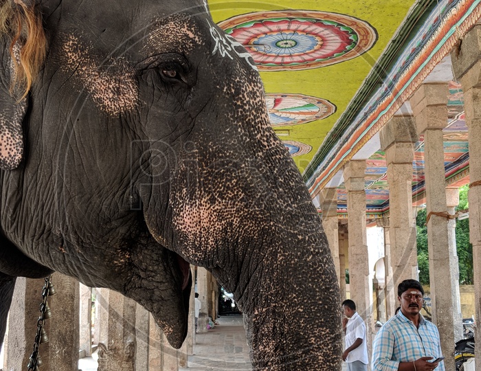 Elephant in Sarangapani Temple