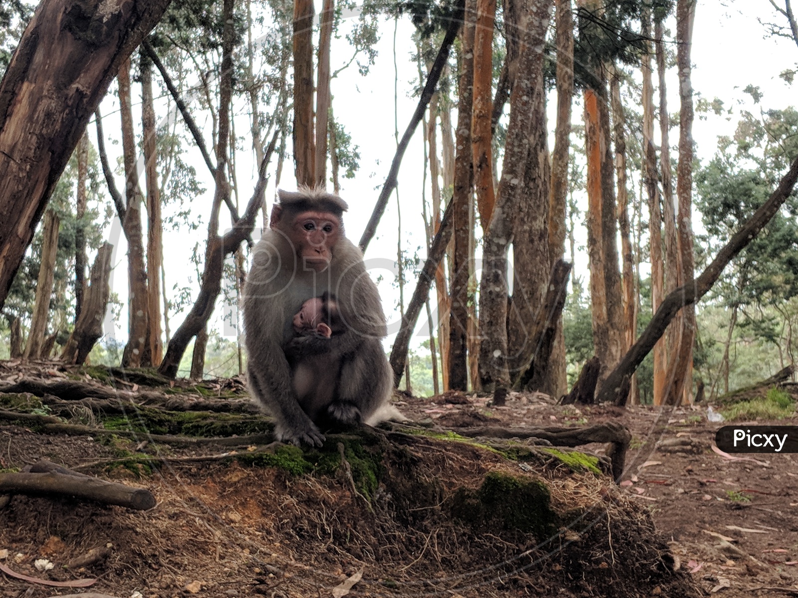Monkey in the Woods