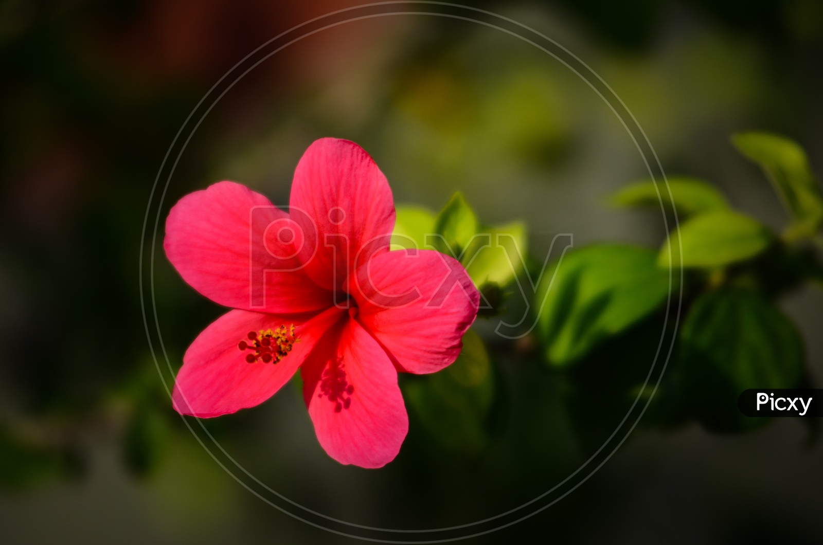 Mandaram flower (Hibiscus )