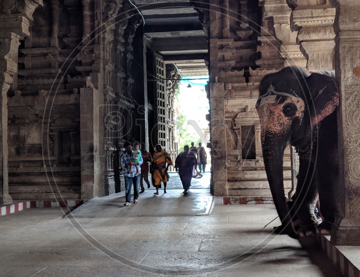 Elephant in Ranganathaswamy Temple, Srirangam