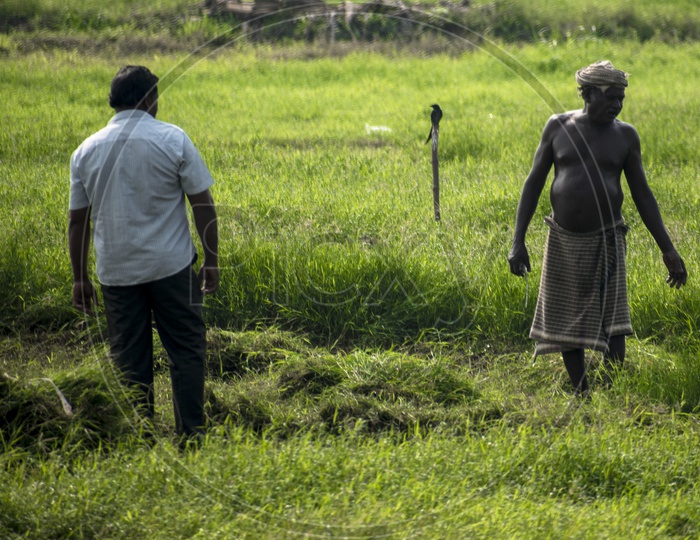 Image of MEN WORKING IN FARM FIELDS-LO308229-Picxy