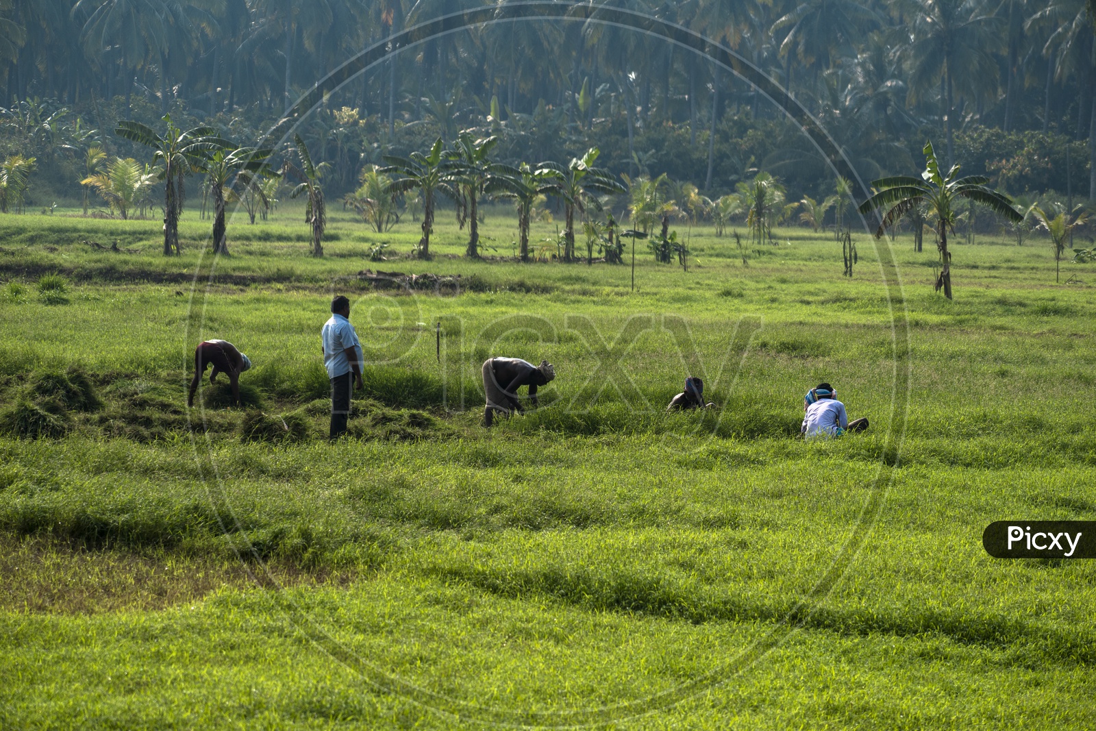 MEN WORKING IN FARM FIELDS