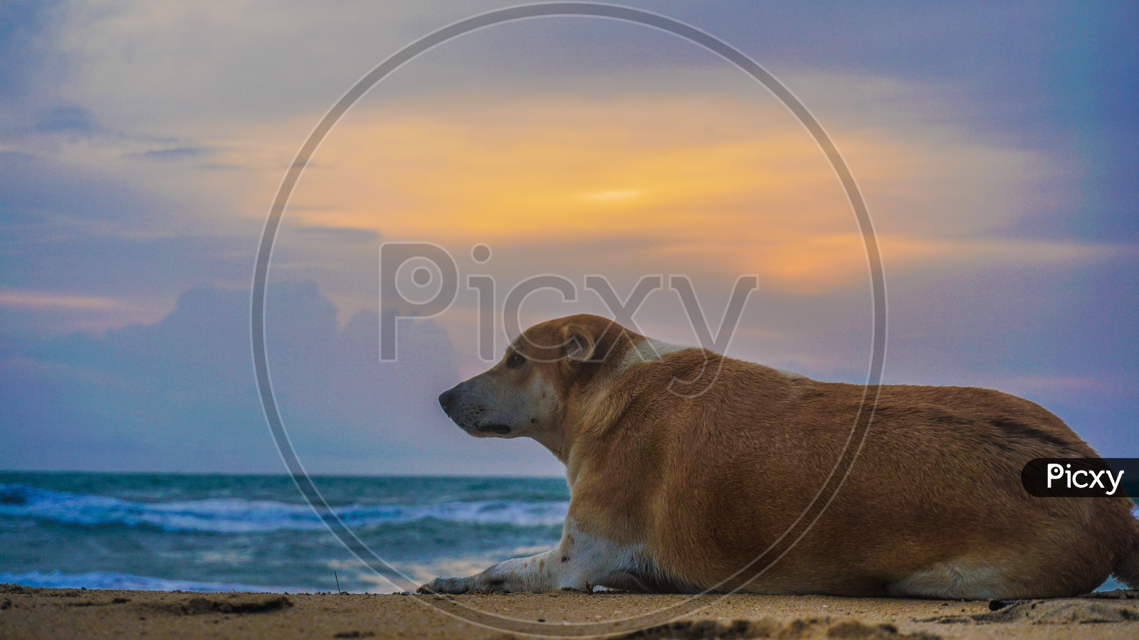 Image Of Dog Aq164897 Picxy