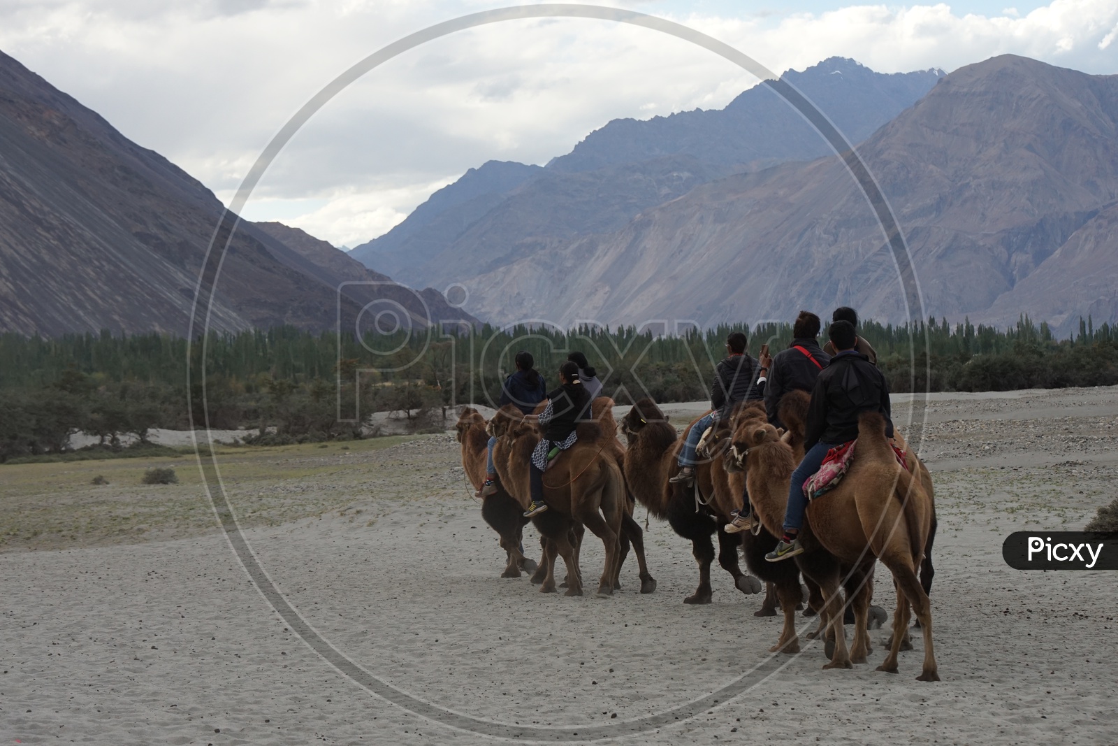 Camel Ride at Nubra Valley