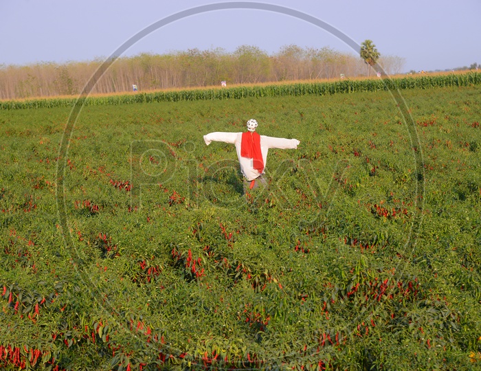 Scarecrow Posing between Red Chilli Plantation