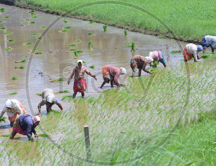 Agriculture Paddy Fields - Women at Work