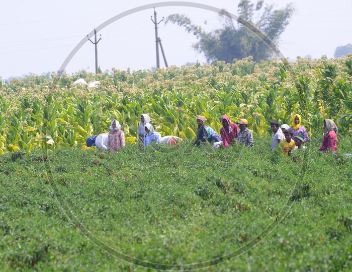 People working in Tobacco & Red Chill Plantation/Agriculture