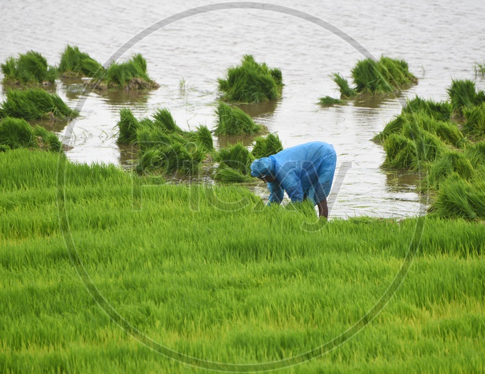 Agriculture Paddy Fields - Man at Work