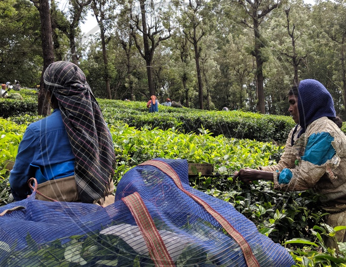Female Workers at Valaparai Tea Plantations