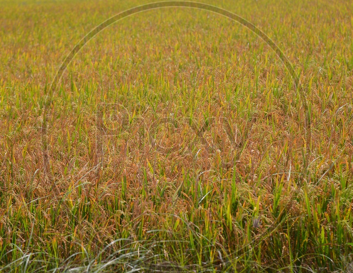 Beautiful Paddy/Agricultural Fields/Lands