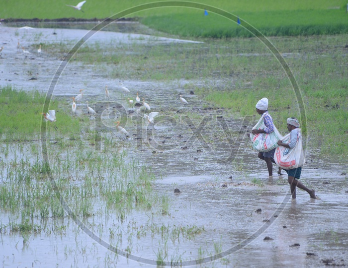 Farmers busy in Cultivation