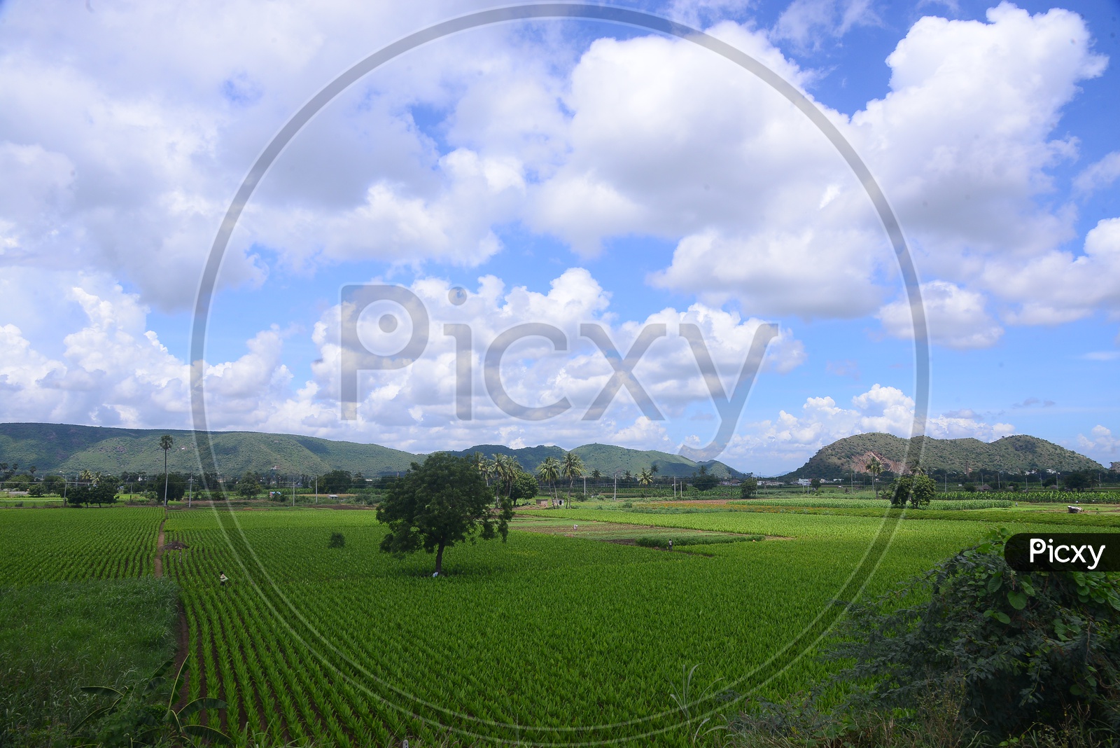 Turmeric/Haldi Plantation - Beautiful Agricultural Lands