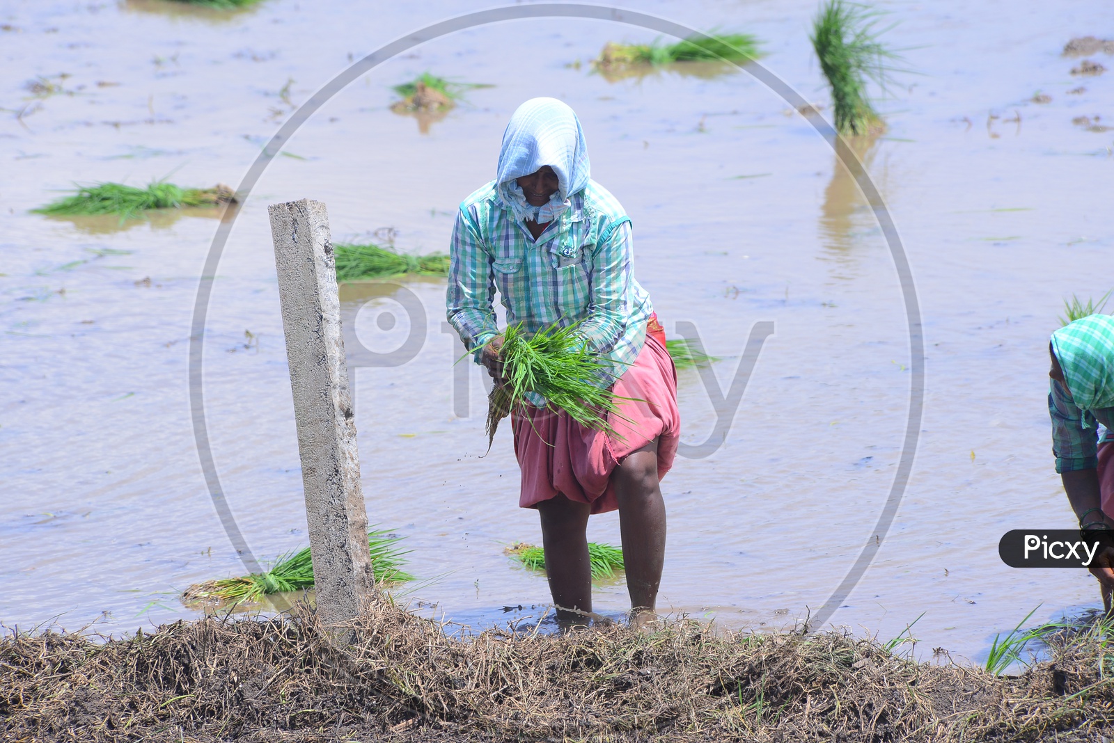 Agriculture Paddy Fields - Woman at Work