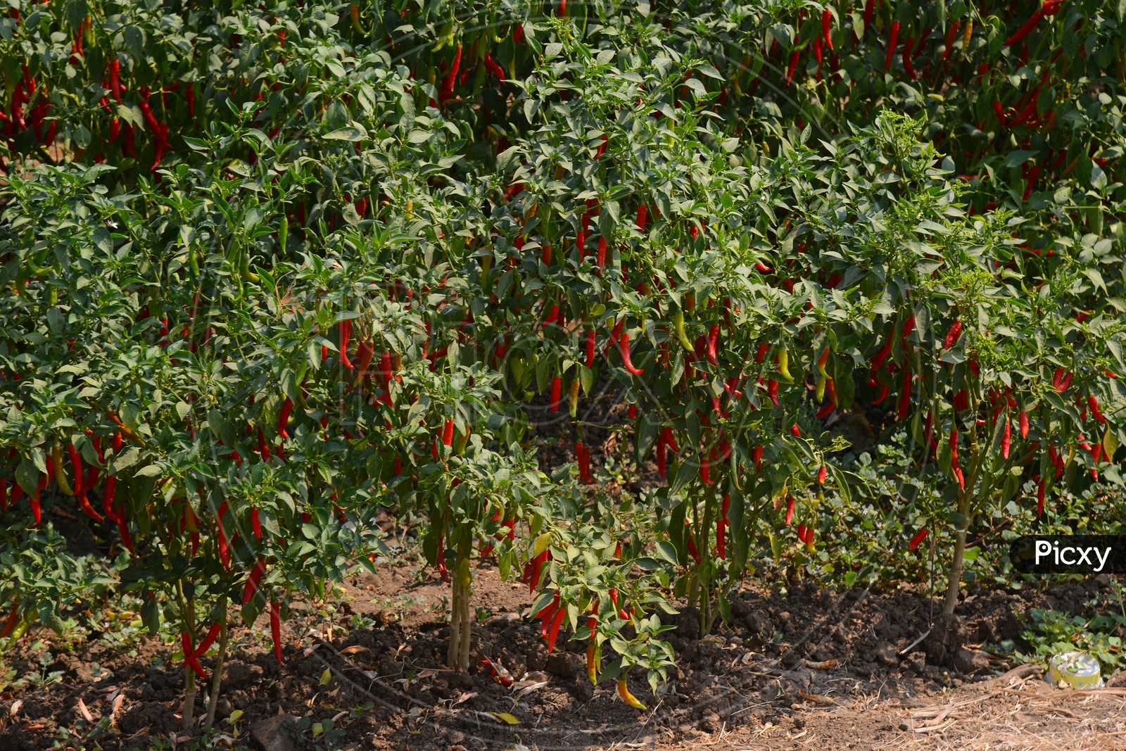 Image of Red Chilli Plantation-BX874456-Picxy