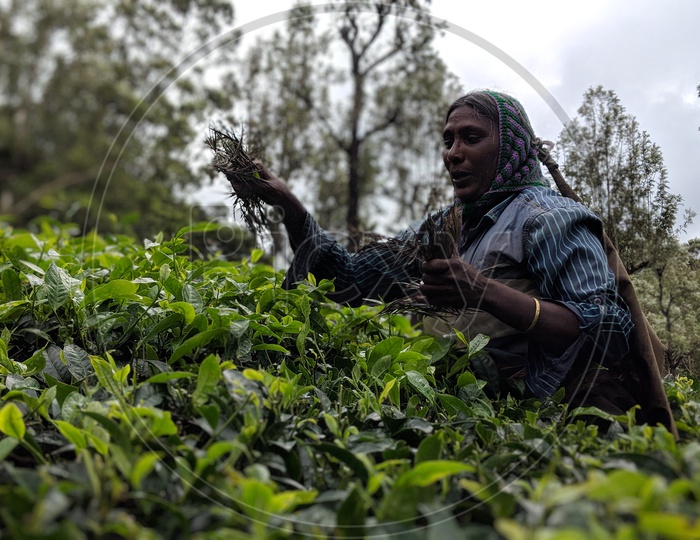 Female Worker at Valaparai Tea Plantations