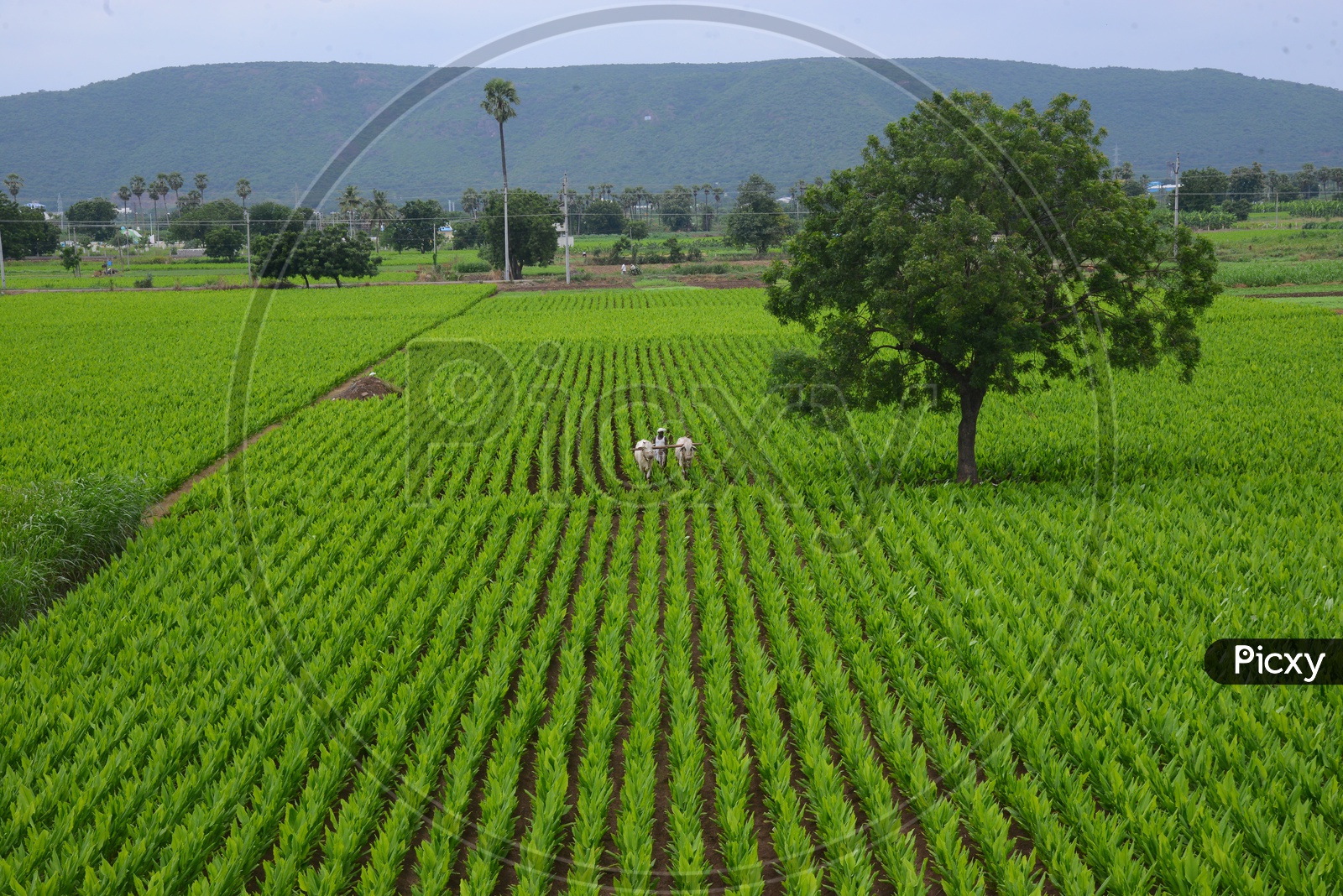 Turmeric/Haldi Plantation - Agriculture