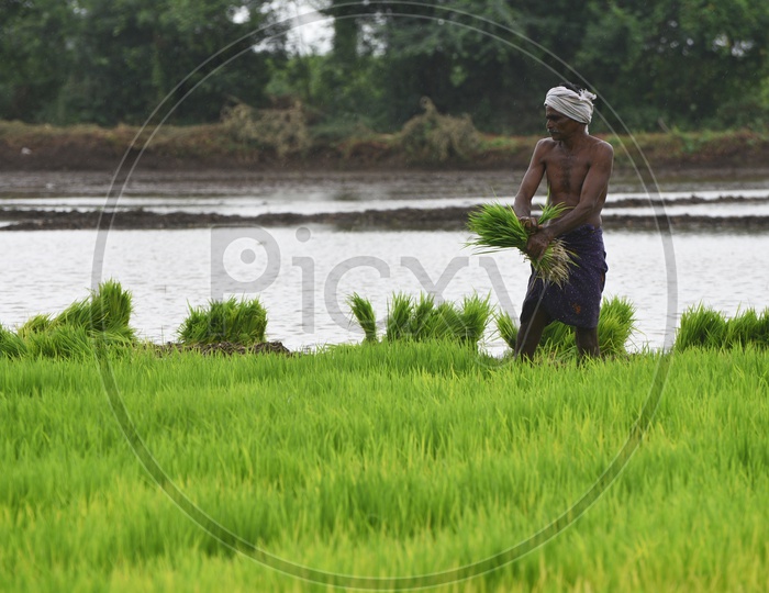 Agriculture Paddy Fields - Man at Work