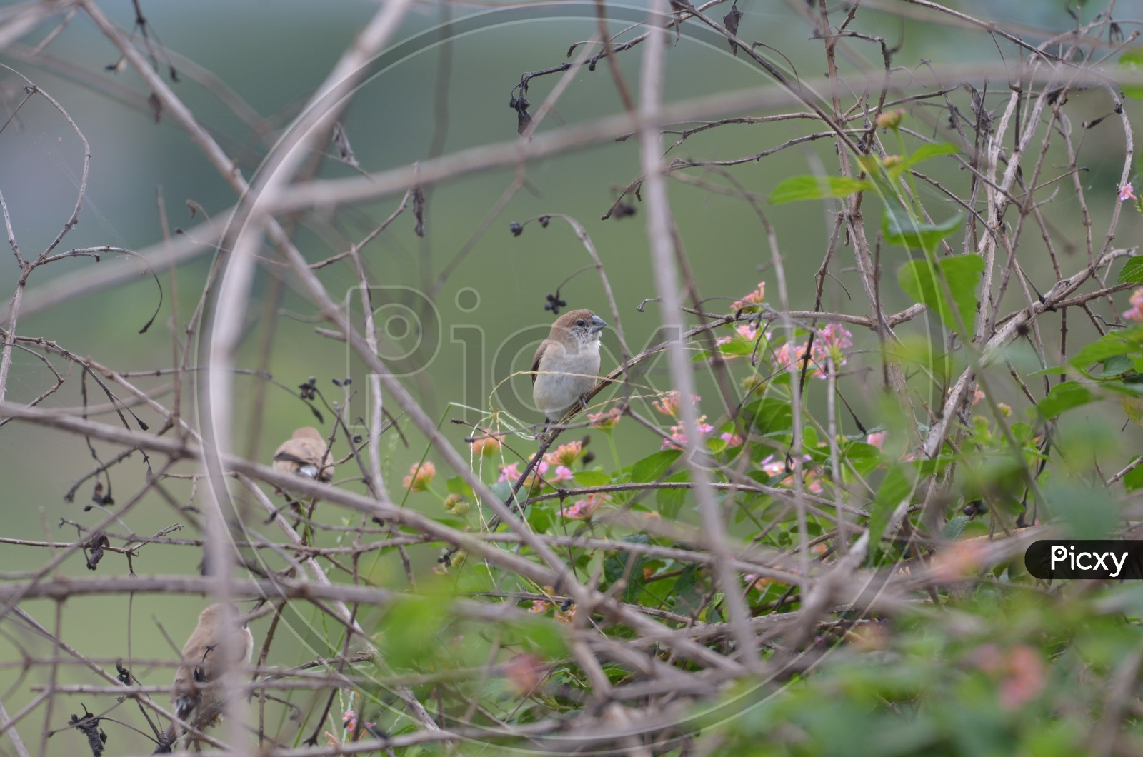 Warbler/ willow Warbler/ Garden Warbler bird