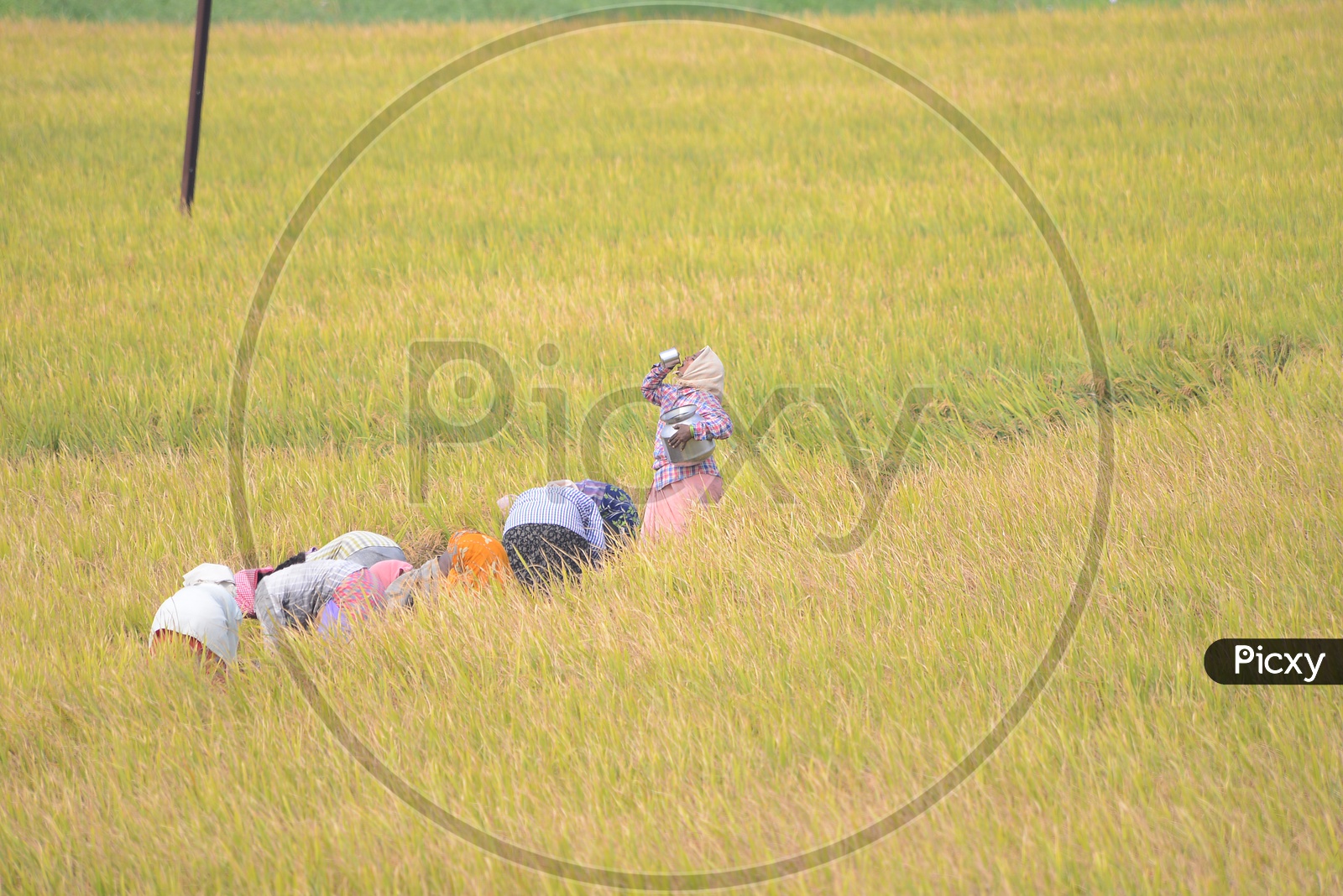 Paddy Fields - Women at Agriculture Work