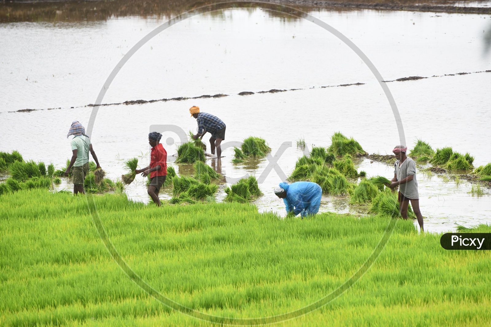 Agriculture Paddy Fields - Men at Work