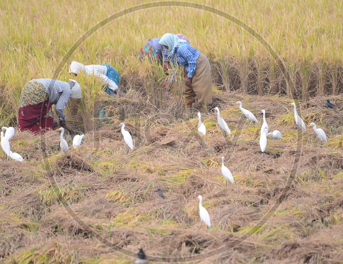 Paddy Fields - Women at Agriculture Work accompanied by White Cranes