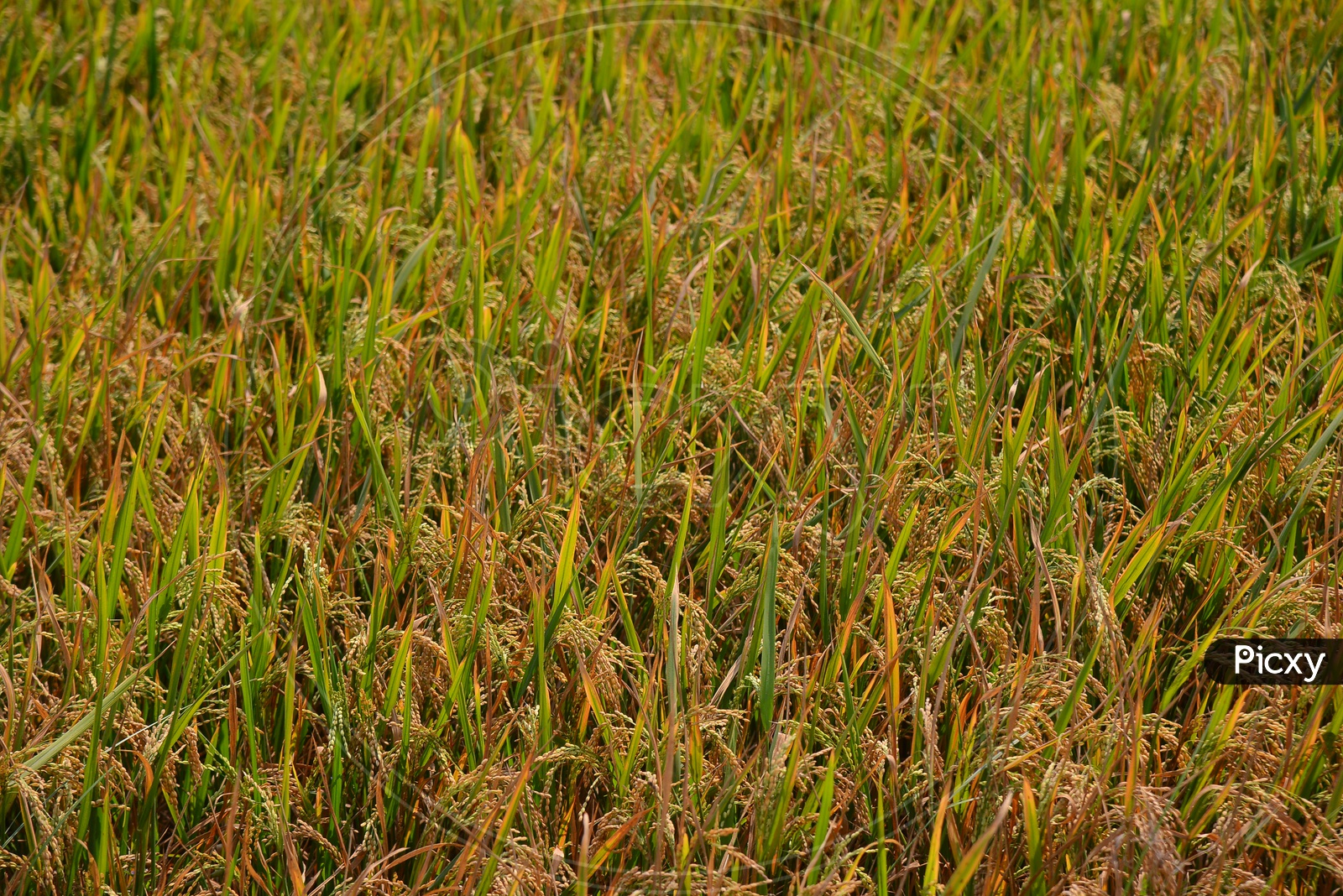Paddy Fields in Kunchanapalli