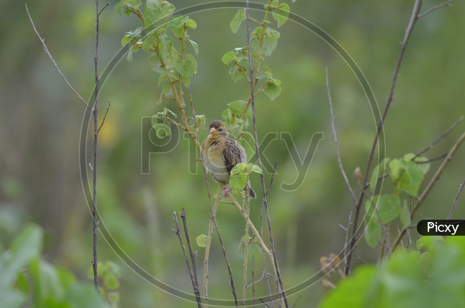 Warbler/ Willow Warbler /  Garden Warbler