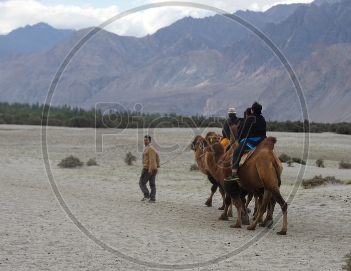 Camel Ride at Nubra Valley