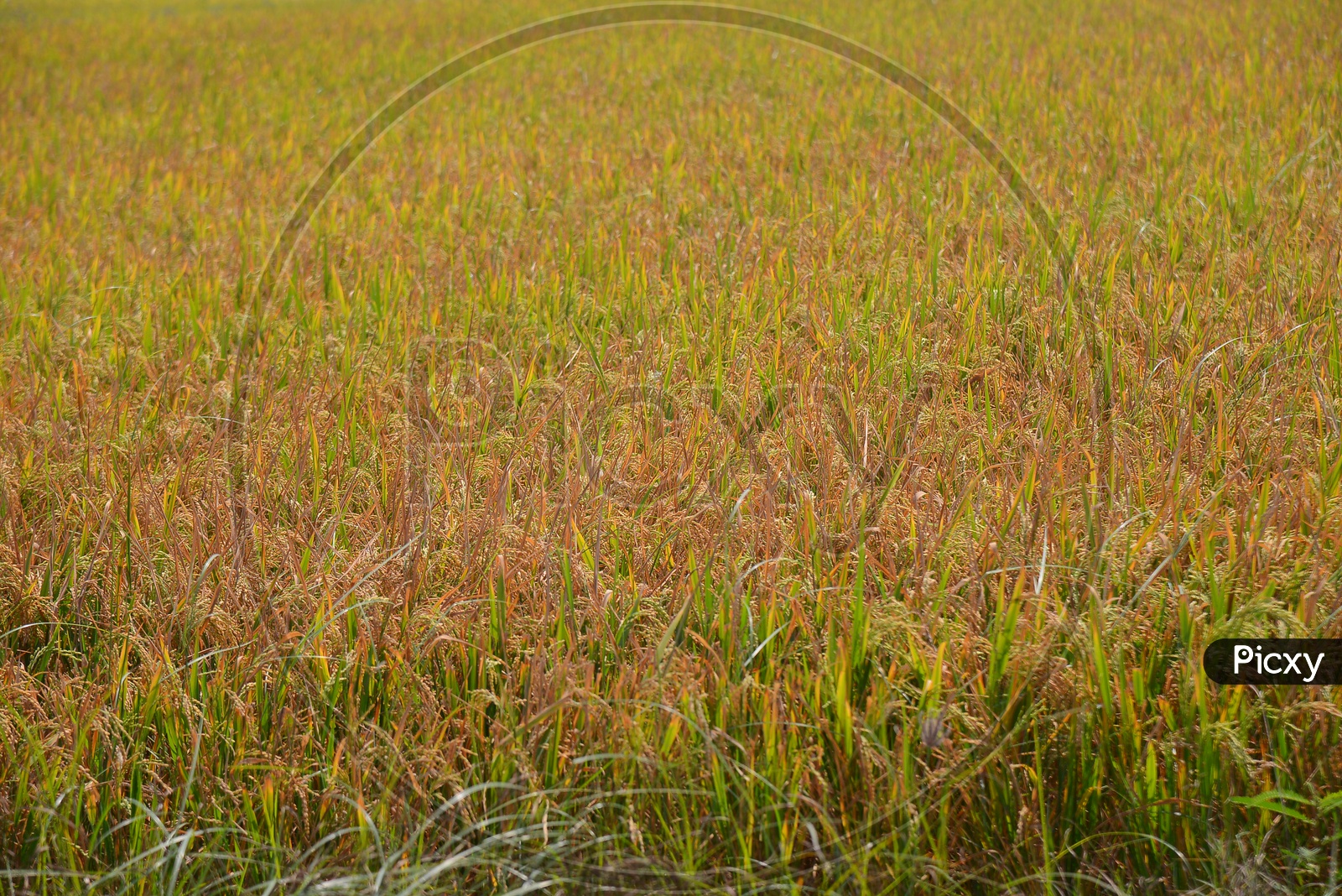 Beautiful Paddy/Agricultural Fields/Lands