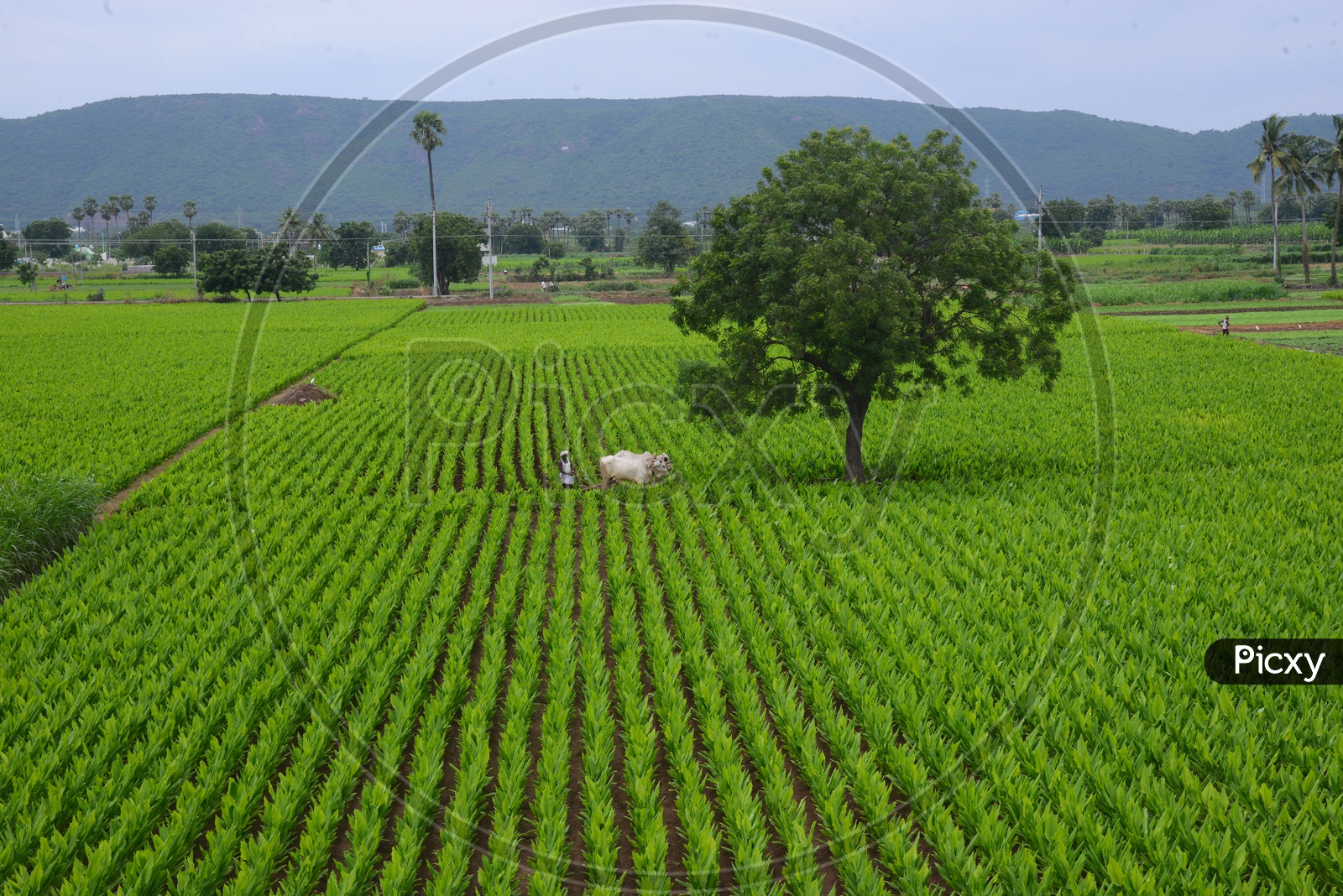 Turmeric/Haldi Plantation - Agriculture