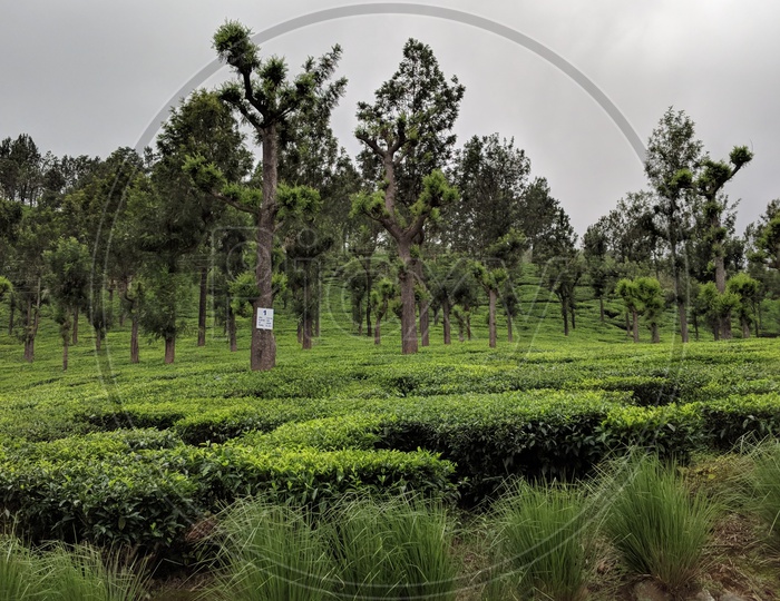 Valaparai Tea Plantations