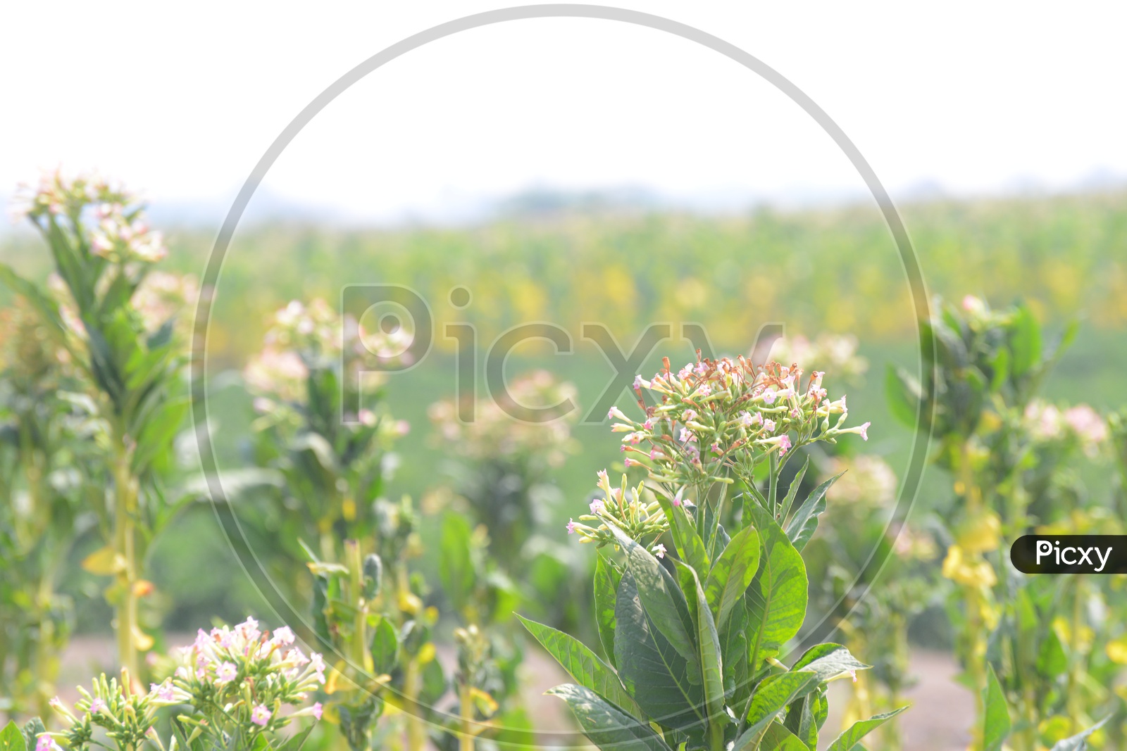 Tobacco Flowers/Plantation/Agriculture