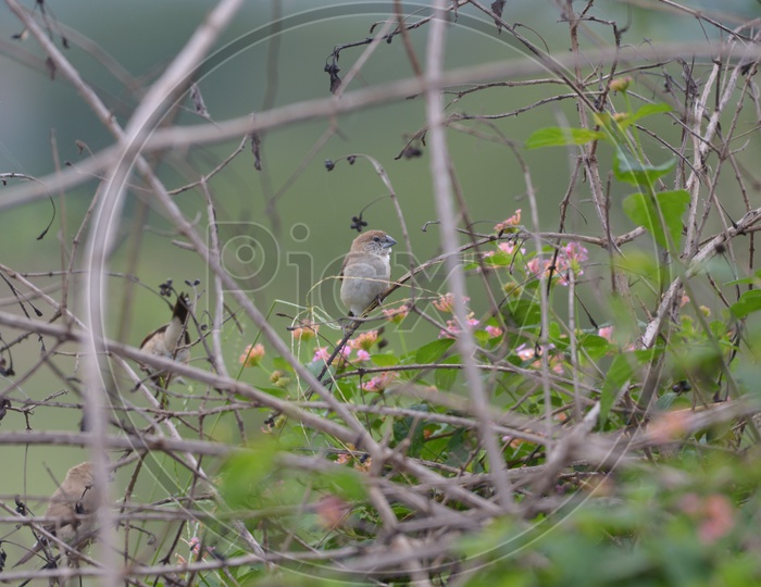 Warbler/ willow Warbler/ Garden Warbler bird