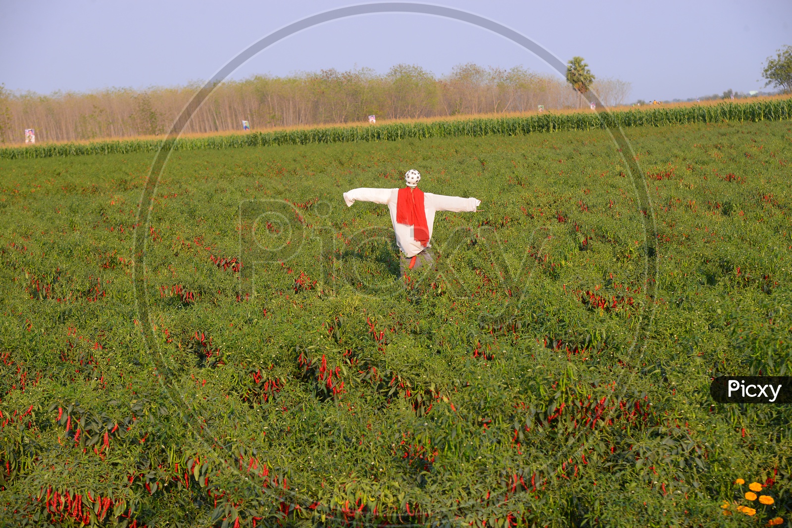 Scarecrow Posing between Red Chilli Plantation