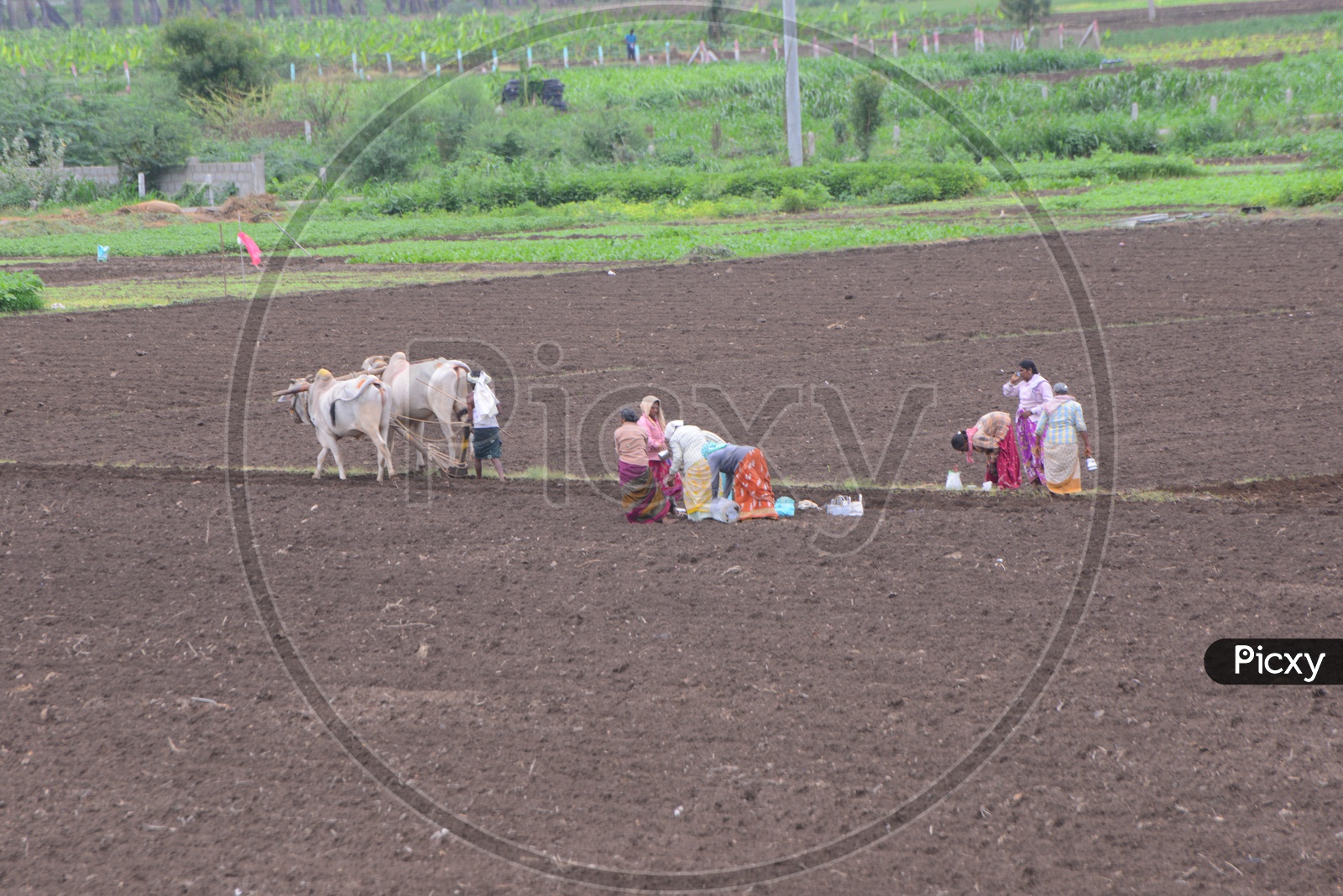 Farmers busy in Farming/Agriculture